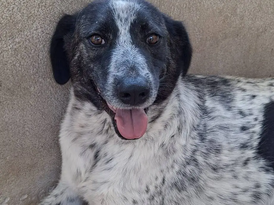Adozione cane, femmina, Razza sconosciuta Razza sconosciuta, 1 anno e 10 mesi, taglia media, Bari