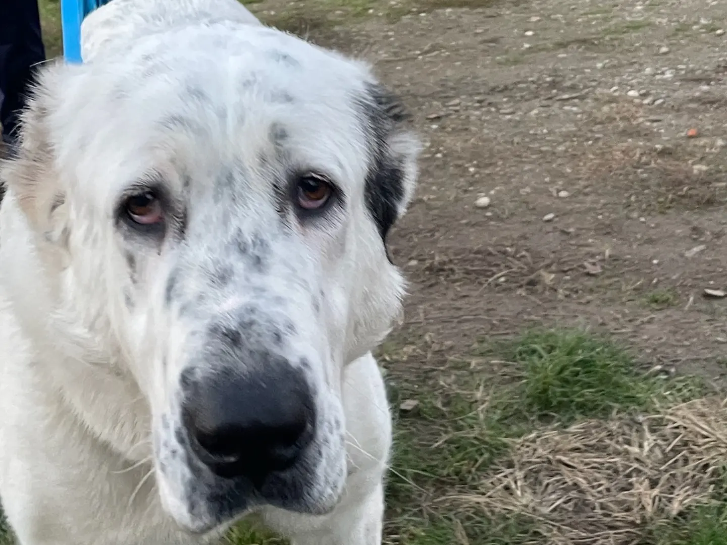 Adotta un cane, taglia gigante, femmina, Milano