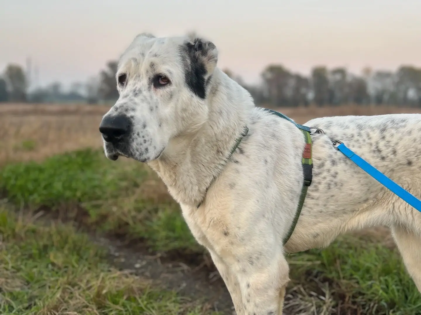 Adozione cane, femmina, Razza sconosciuta Razza sconosciuta, 2 anni e 11 mesi, taglia gigante, Milano