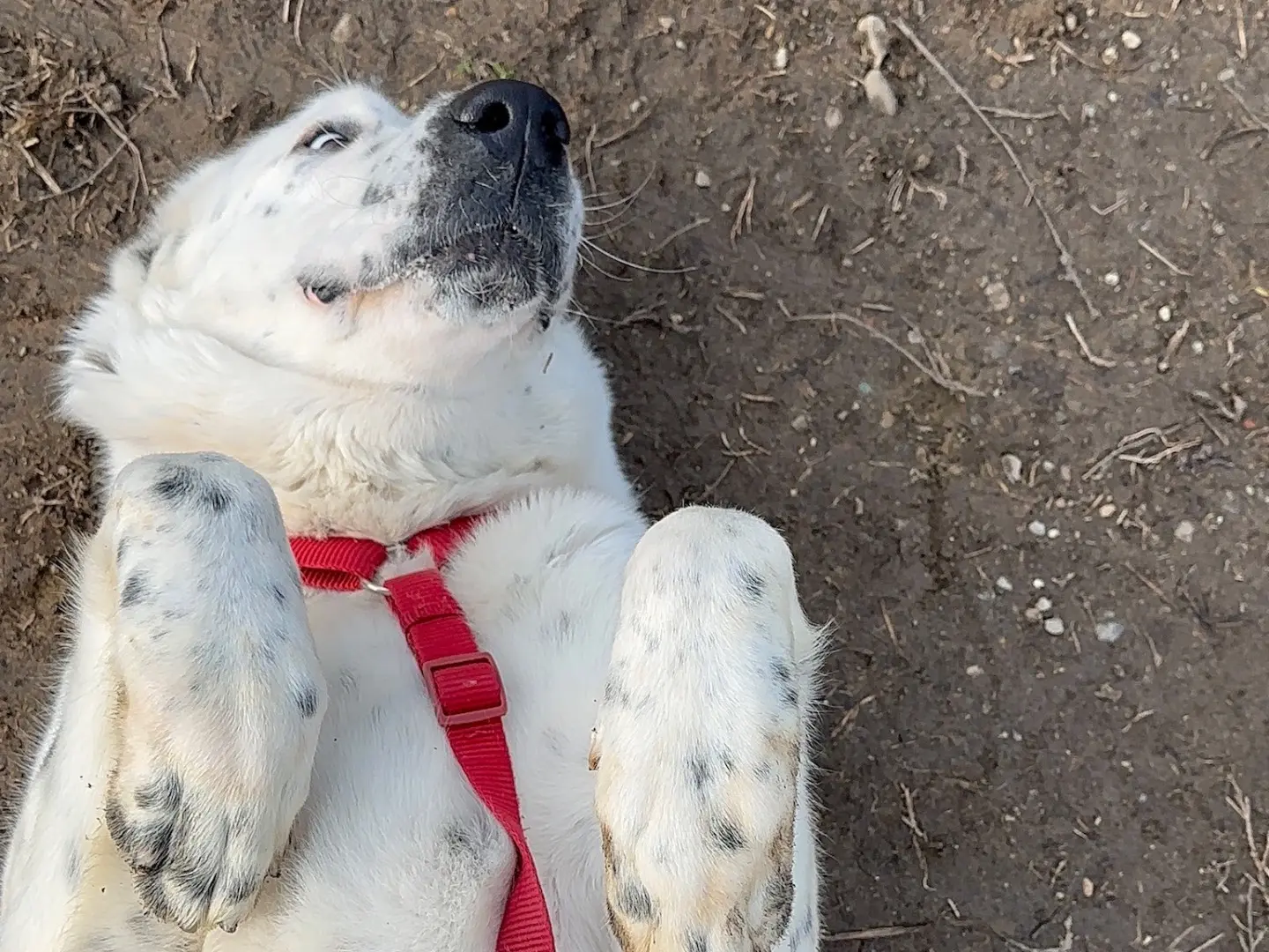 Adotta un cane, femmina, 2 anni e 11 mesi, Milano
