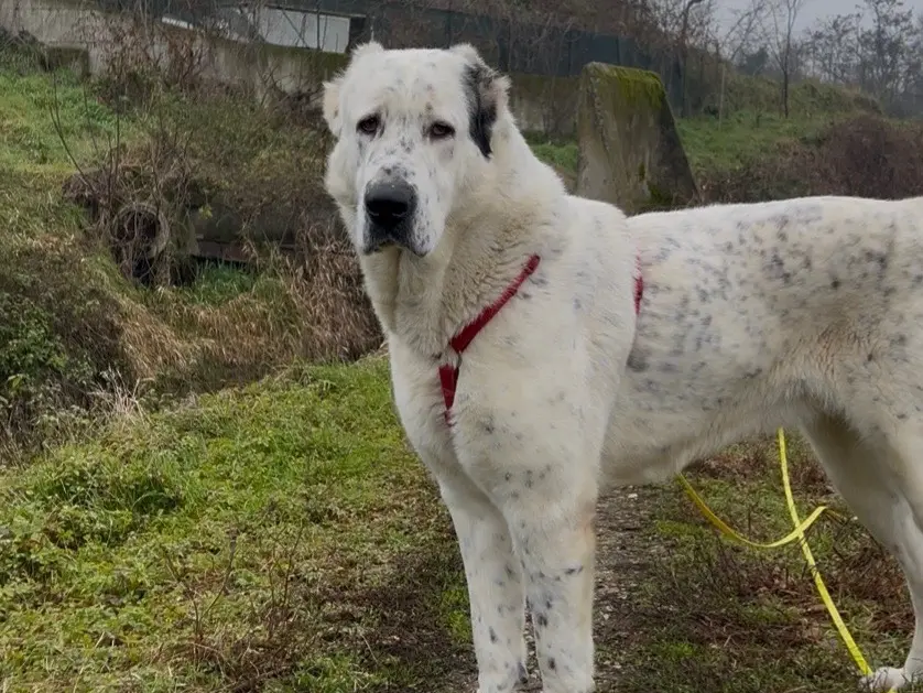 Adotta il cane Asia  a Milano