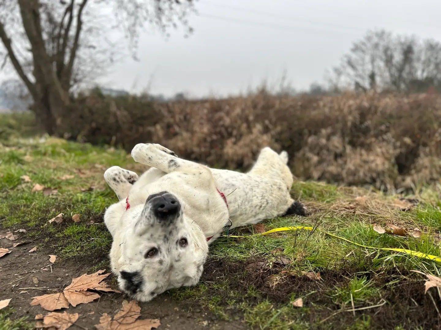 Vuoi adottare un cane a Milano?