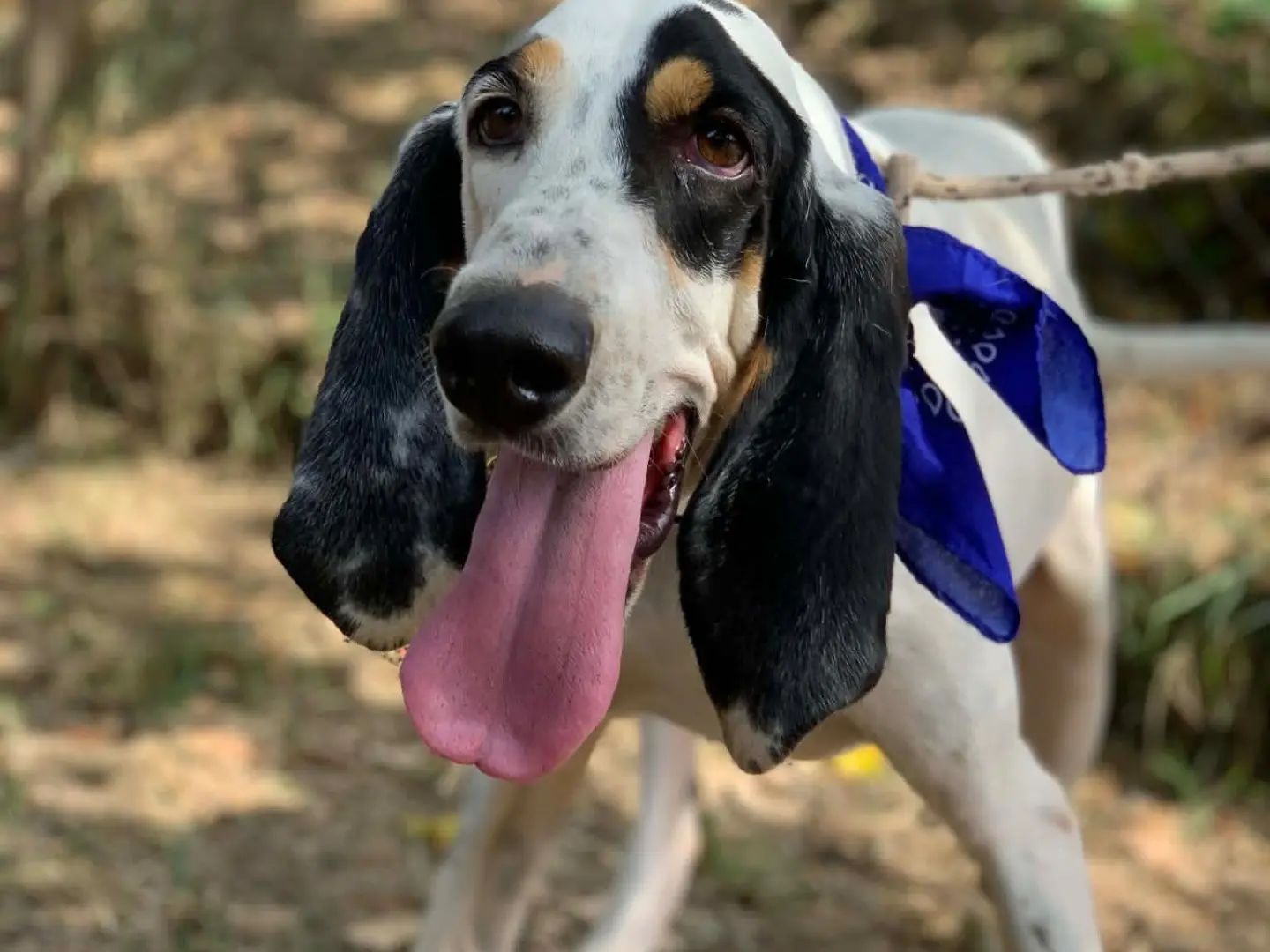 Adotta un cane, maschio, 4 anni e 4 mesi, Latina
