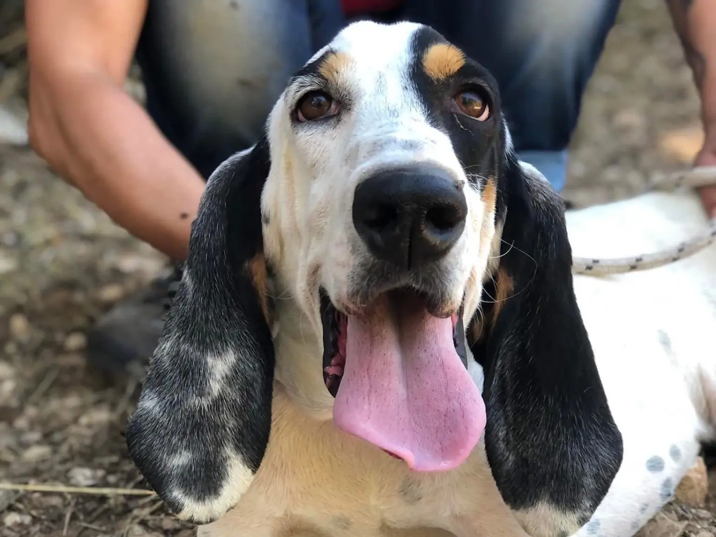 Adotta un cane, taglia media, maschio, Latina