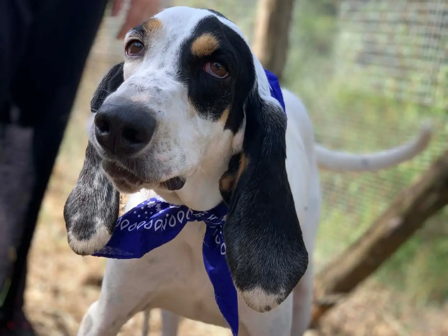 Adotta il cane Vittorio a Latina