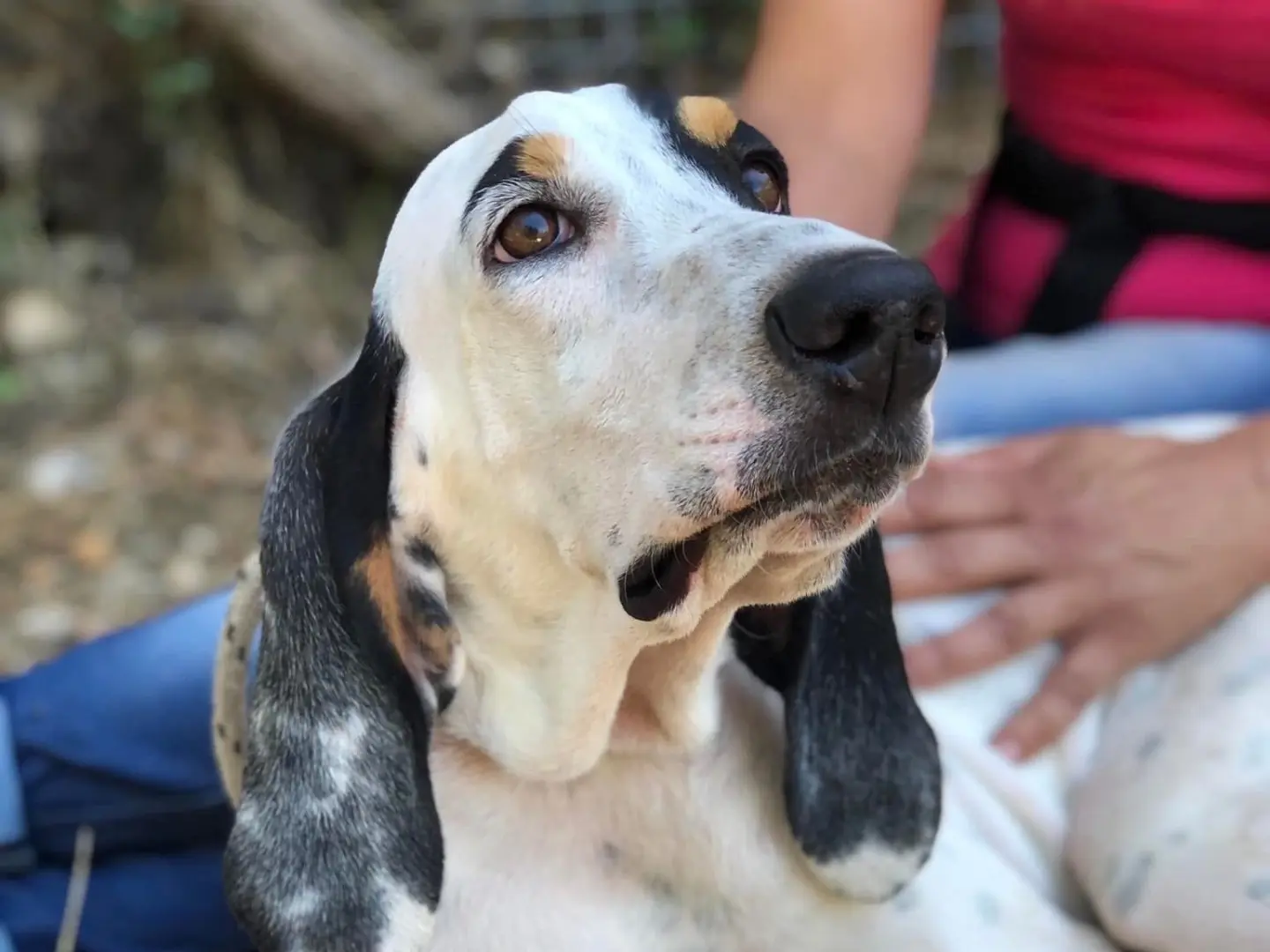 Adozione cane, maschio, Razza sconosciuta Razza sconosciuta, 4 anni e 4 mesi, taglia media, Latina