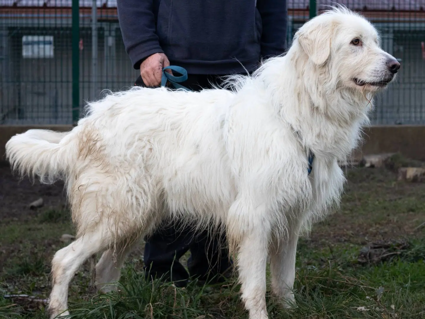 Adotta un cane, taglia grande, maschio, Siena