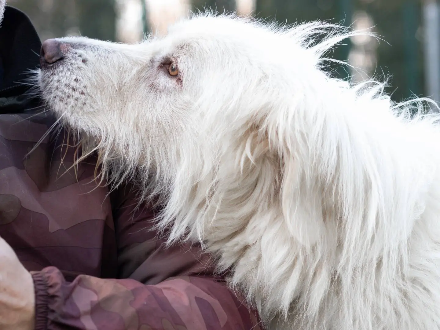 Adotta il cane Zac a Siena
