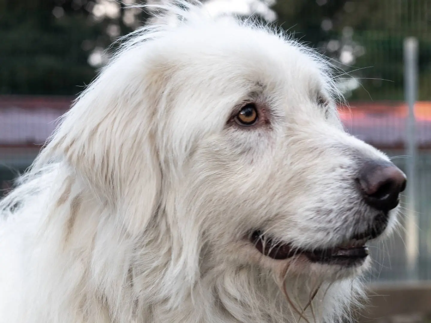 Adotta un cane, maschio, 3 anni e 7 mesi, Siena
