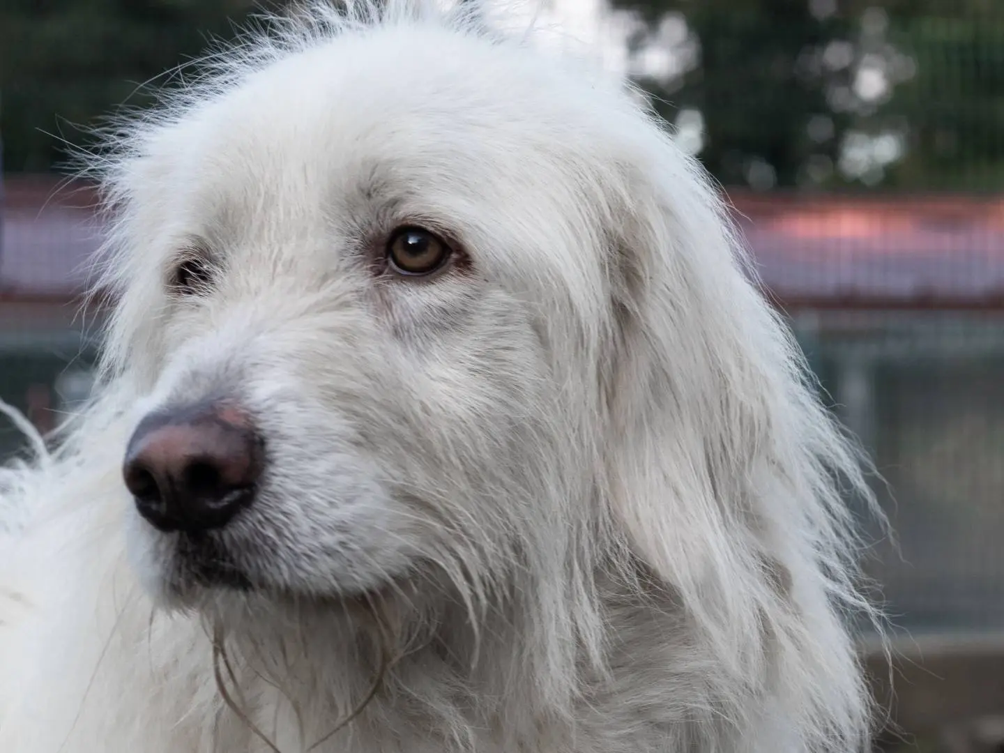 Adozione cane, maschio, Razza sconosciuta Razza sconosciuta, 3 anni e 7 mesi, taglia grande, Siena