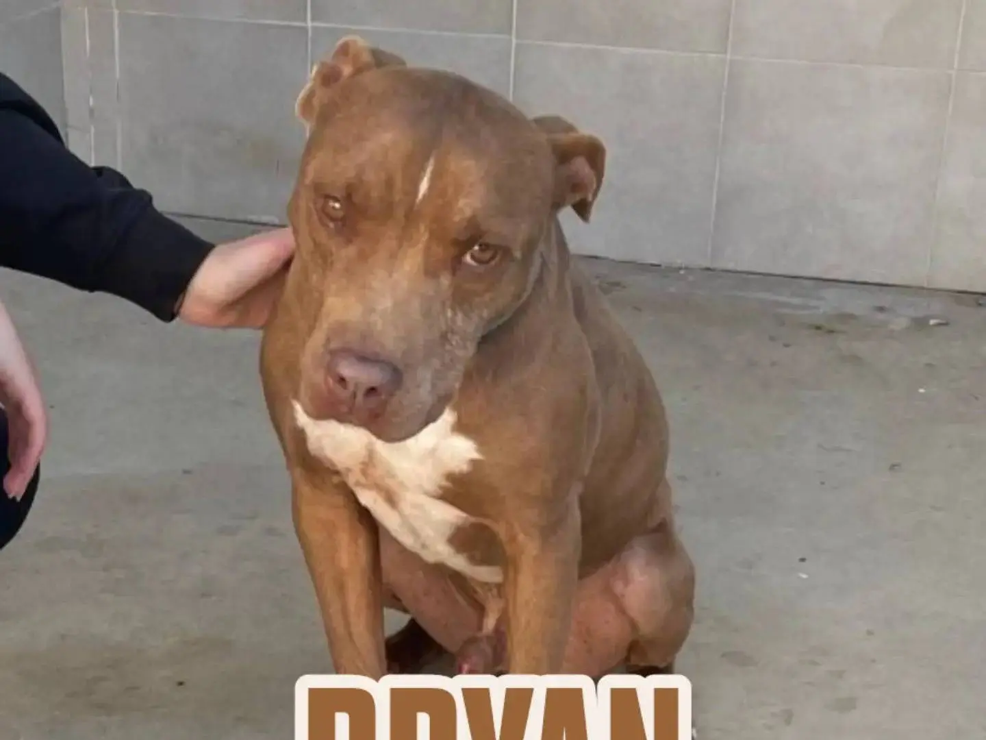 Vuoi adottare un cane a Caserta?
