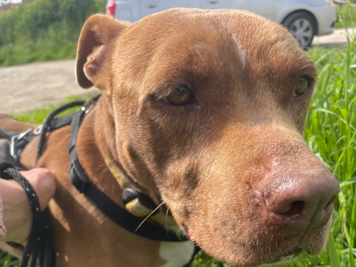 Adotta un cane, taglia media, maschio, Caserta
