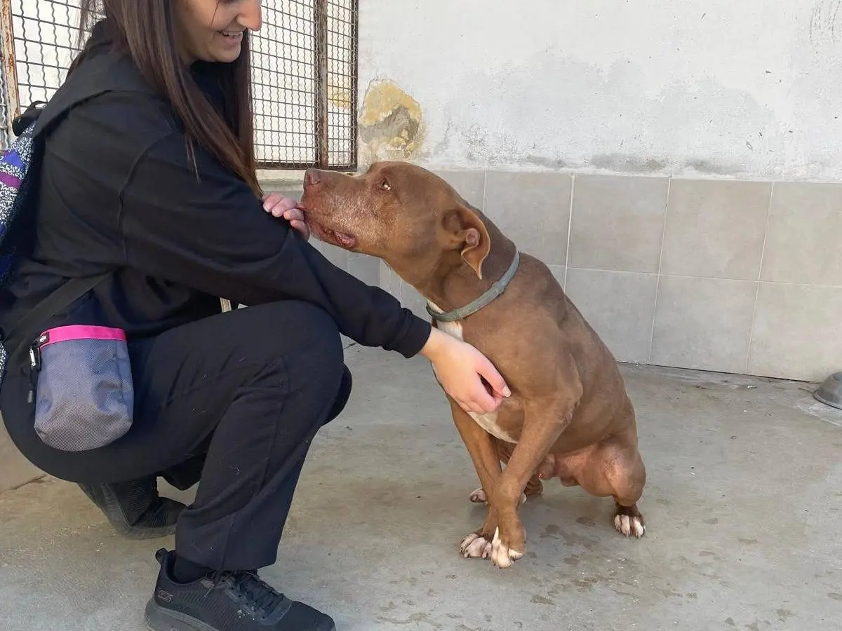 Adozione cane, maschio, Pitbull Razza sconosciuta, 7 anni e 1 mese, taglia media, Caserta