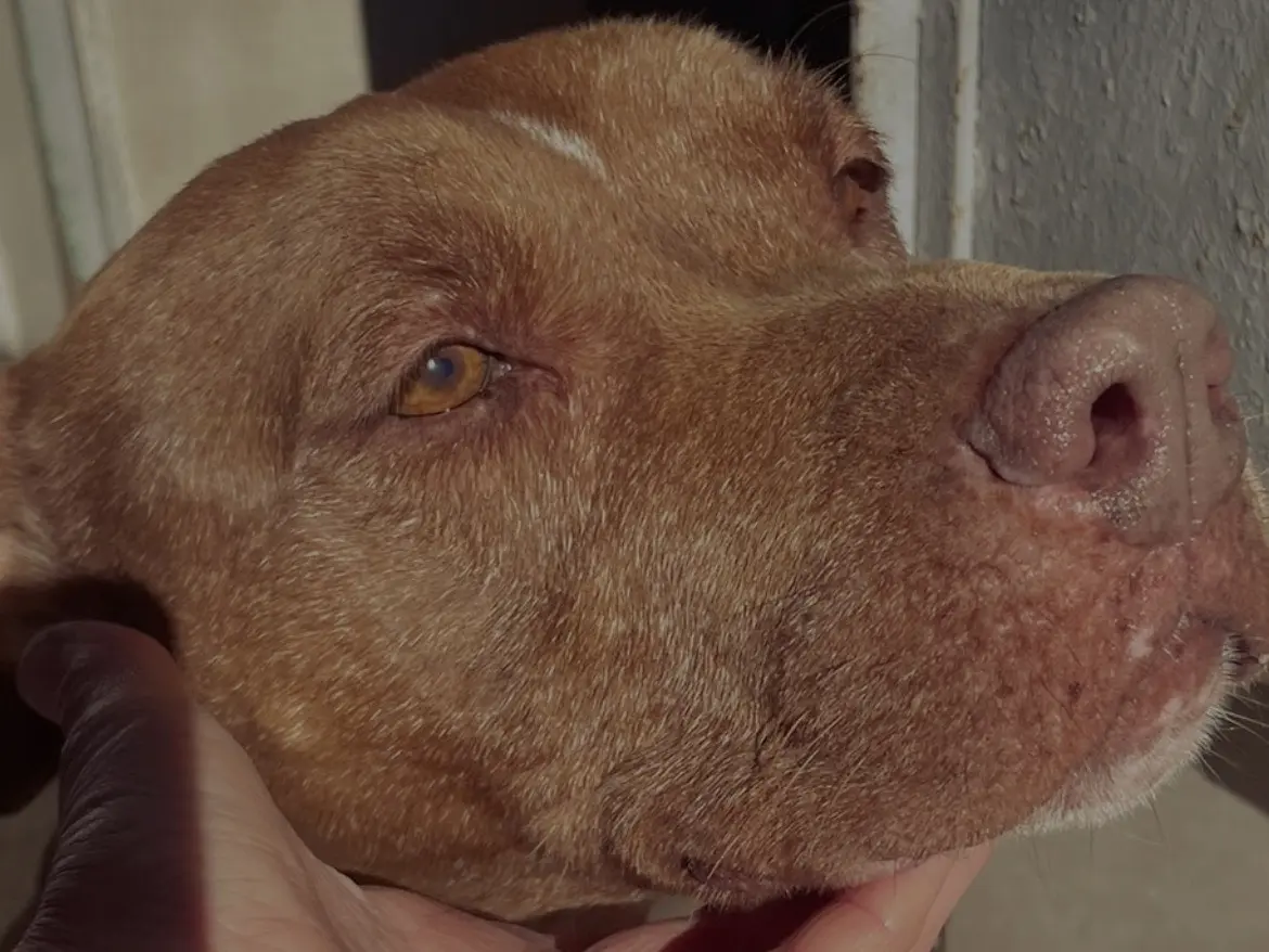Adotta il cane BRIAN a Caserta