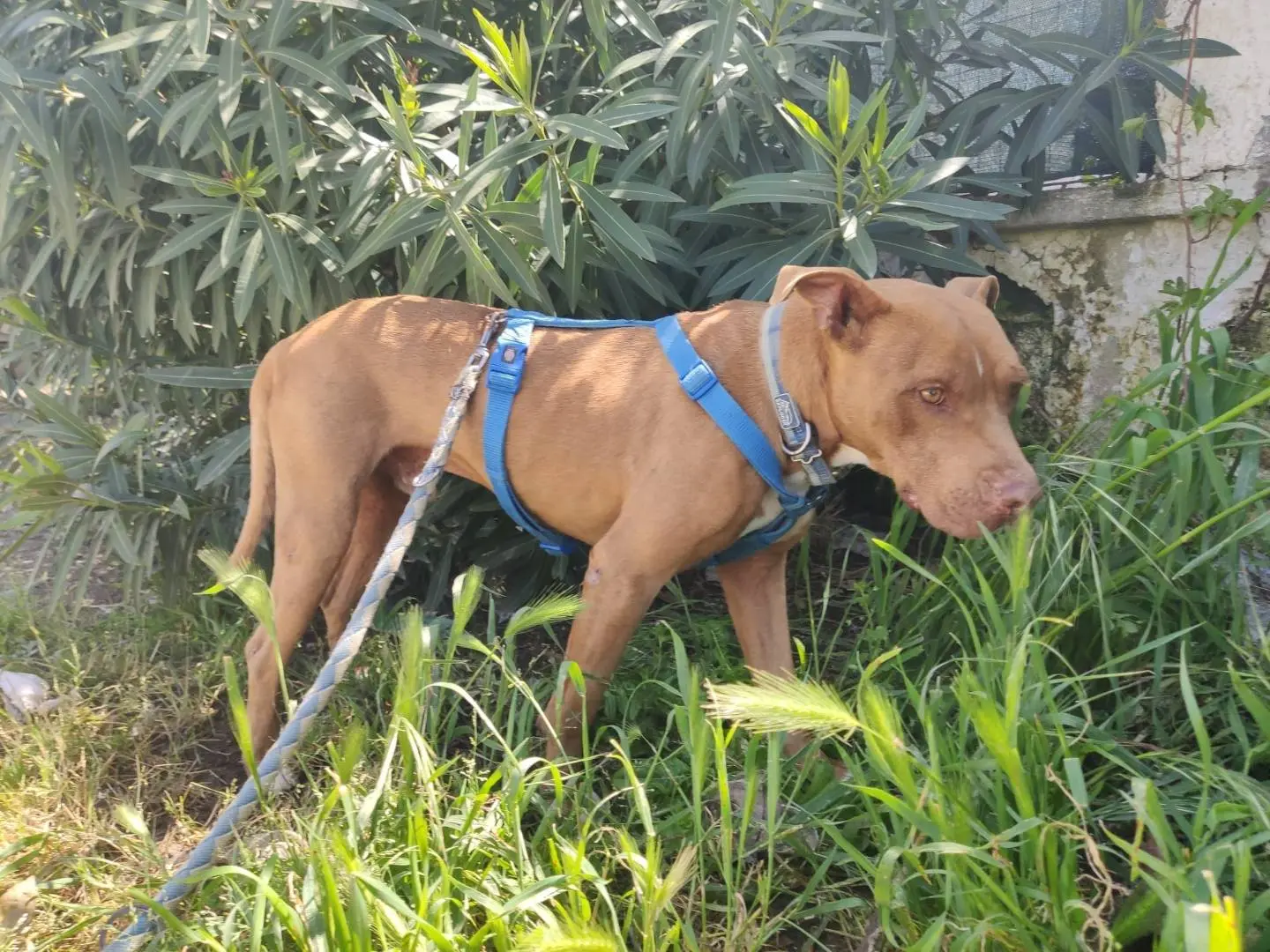 Adotta un cane, maschio, 7 anni e 1 mese, Caserta