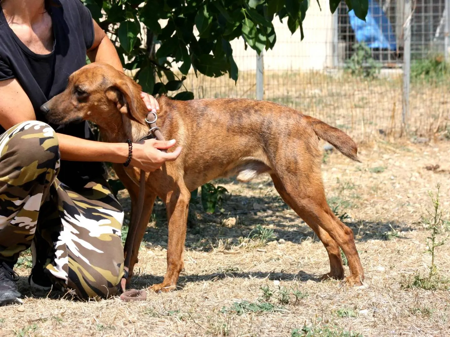 Adotta il cane Giordan a Bari