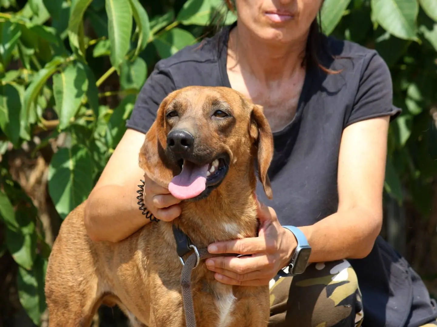 Vuoi adottare un cane a Bari?