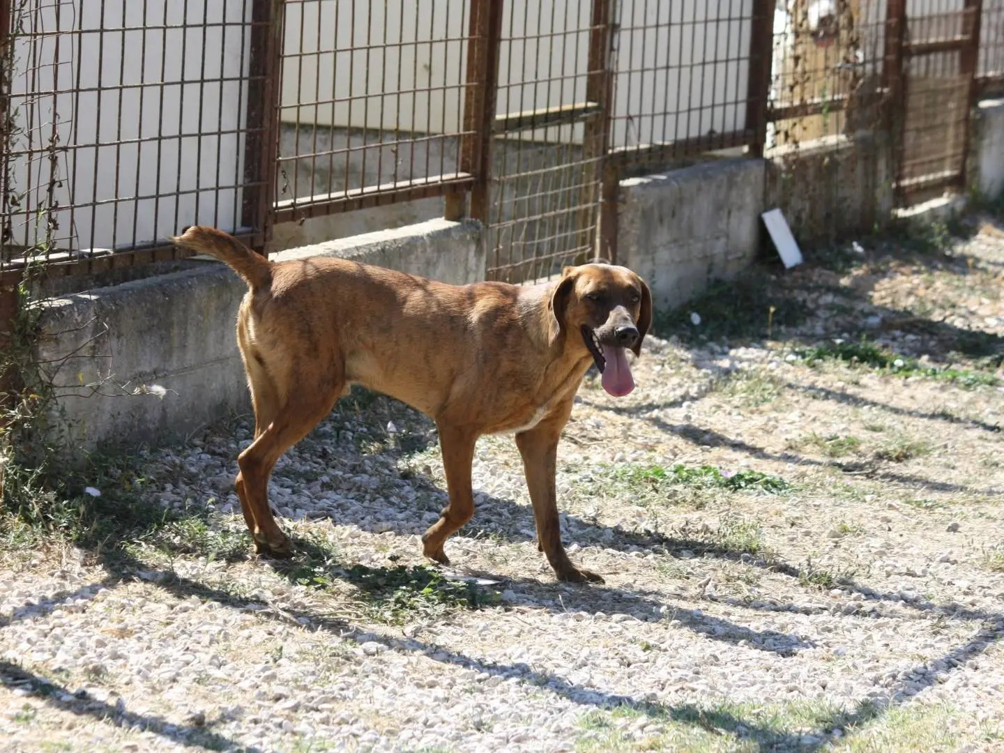 Adotta un cane, maschio, 3 anni e 1 mese, Bari