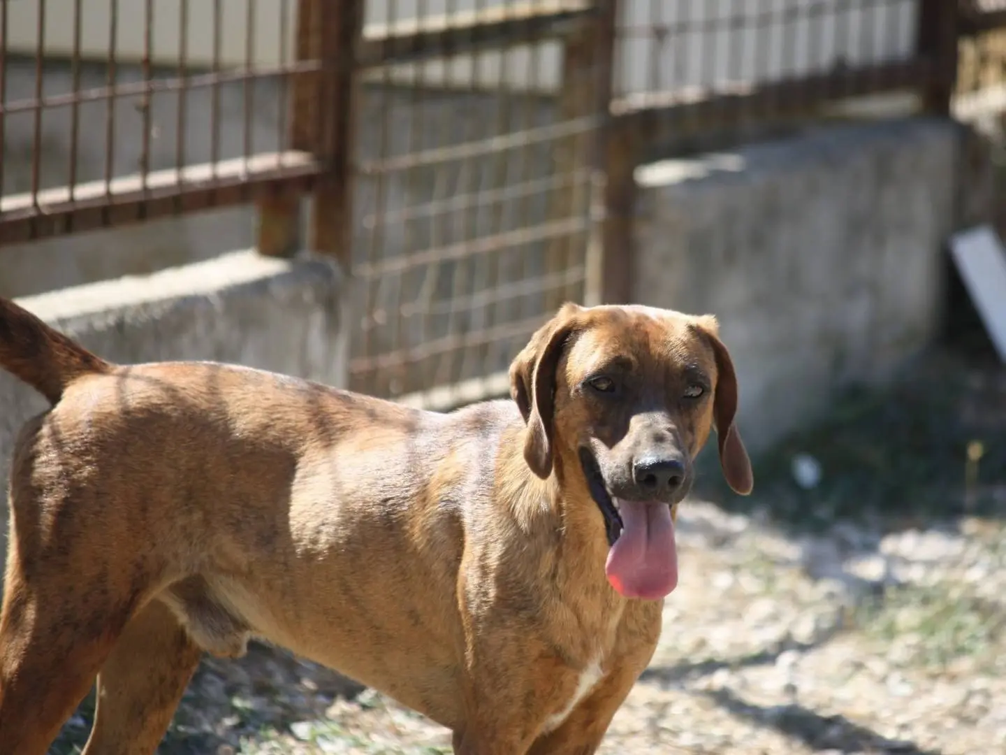 Adozione cane, maschio, Segugio Razza sconosciuta, 3 anni e 1 mese, taglia media contenuta, Bari