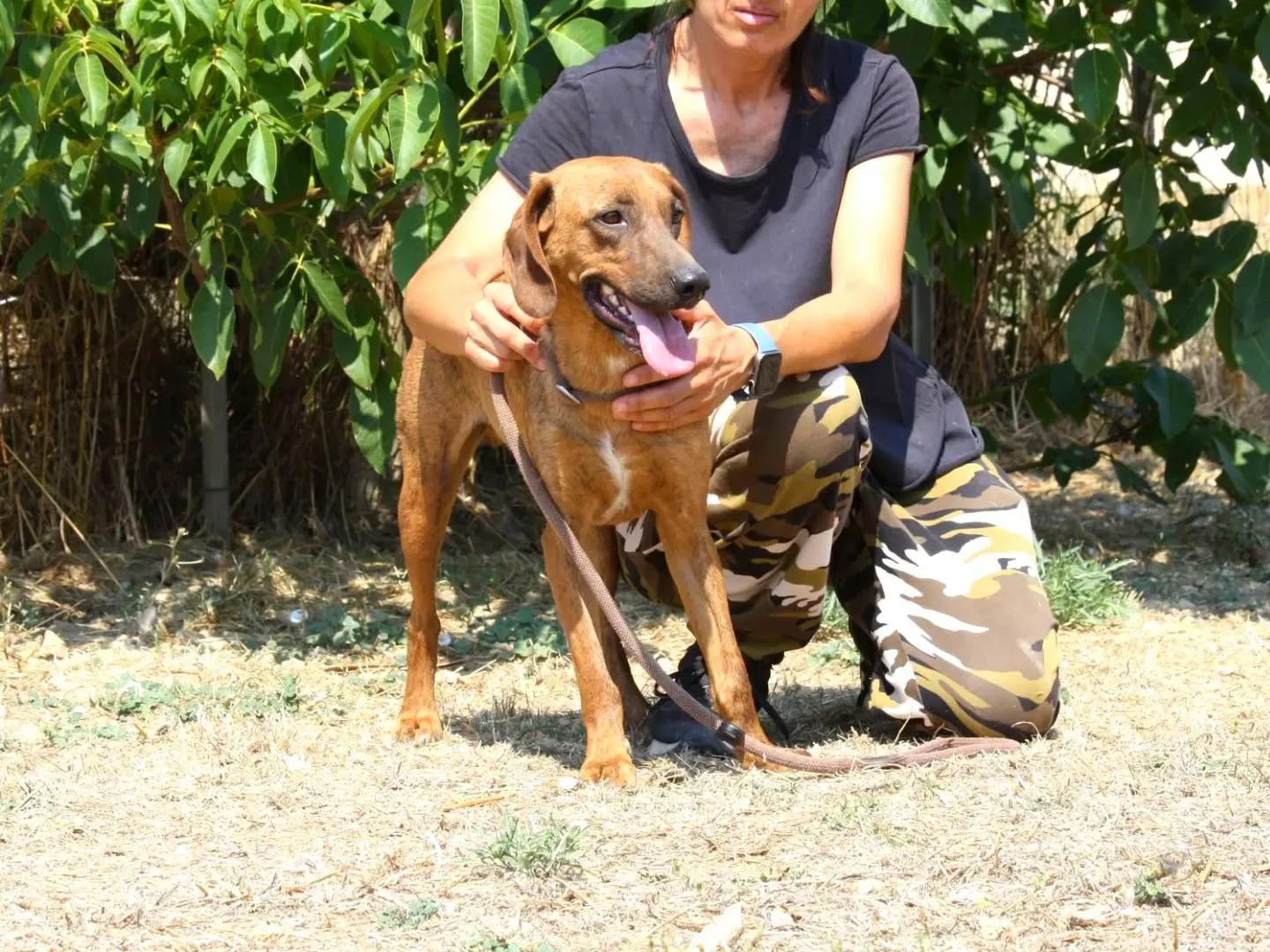 Adotta un cane, taglia media contenuta, maschio, Bari