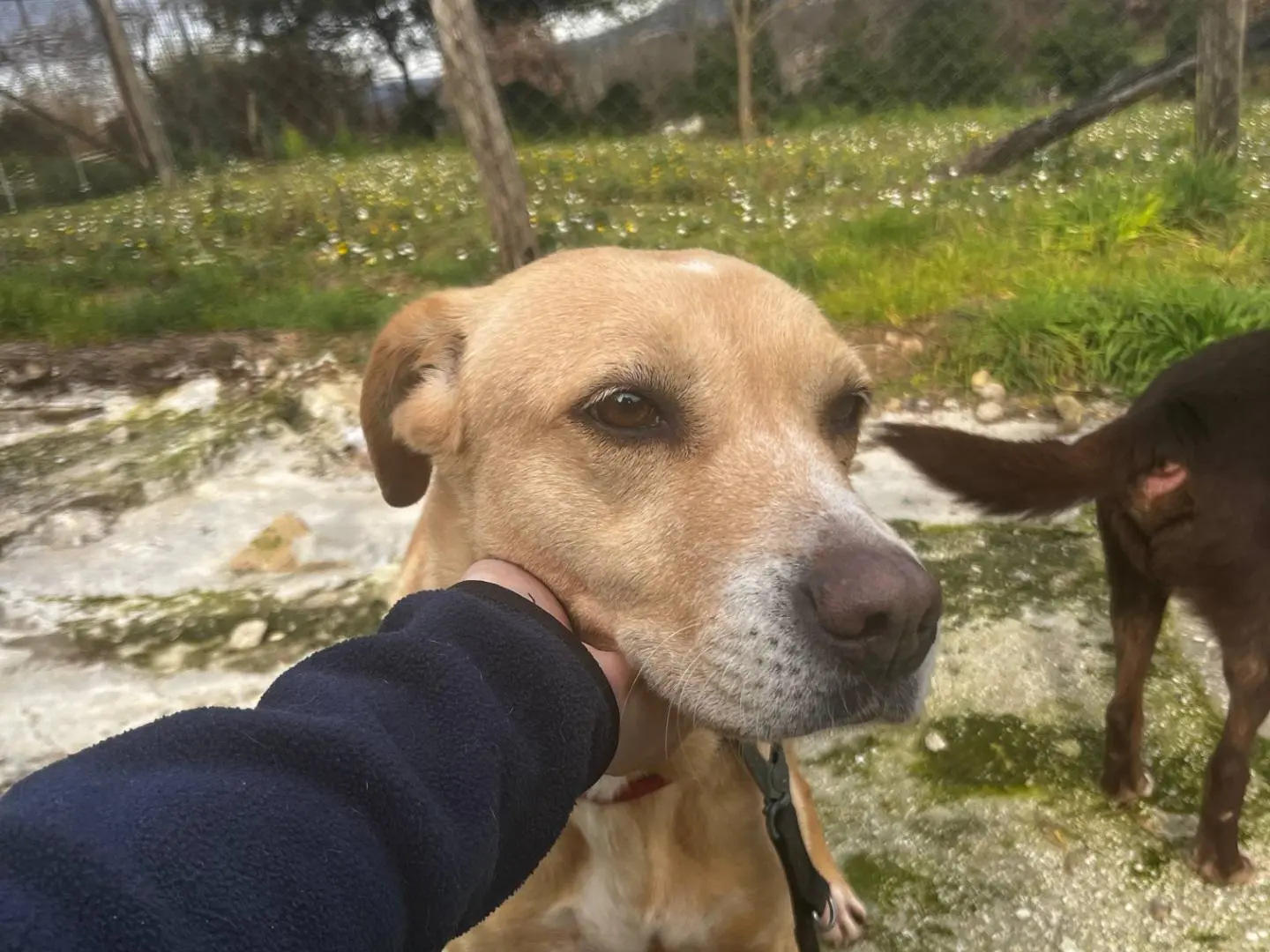 Adozione cane, femmina, Razza sconosciuta Razza sconosciuta, 11 anni e 5 mesi, taglia media, Roma