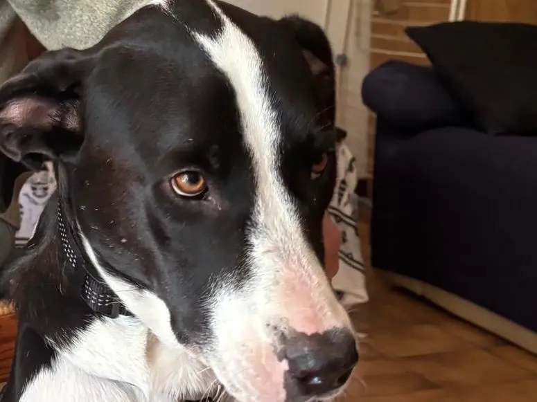 Adotta il cane Deva a Latina