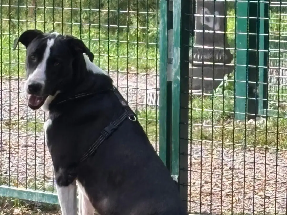 Vuoi adottare un cane a Latina?