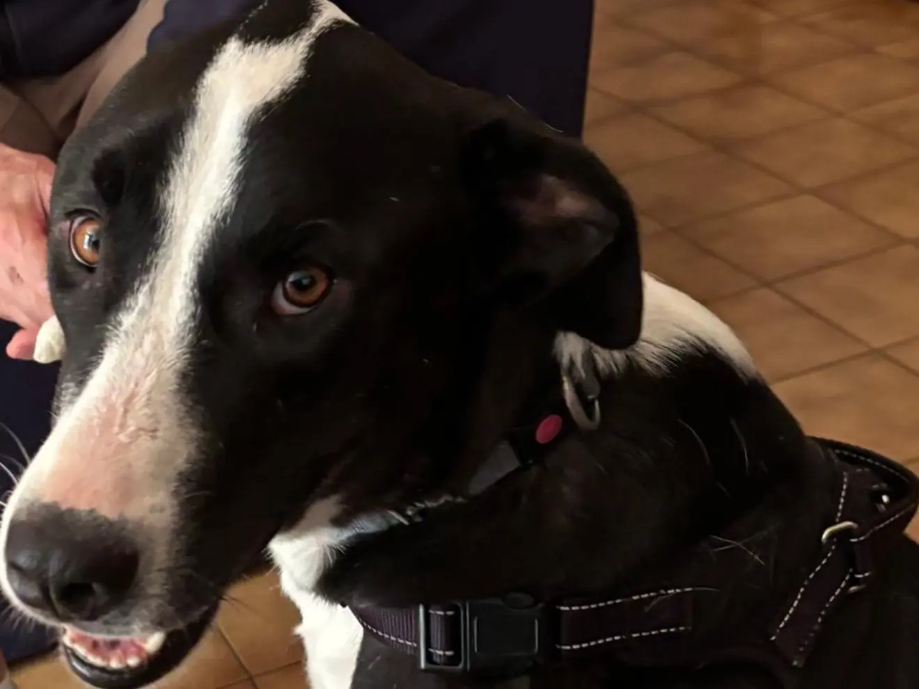 Adotta un cane, femmina, 3 anni e 1 mese, Latina
