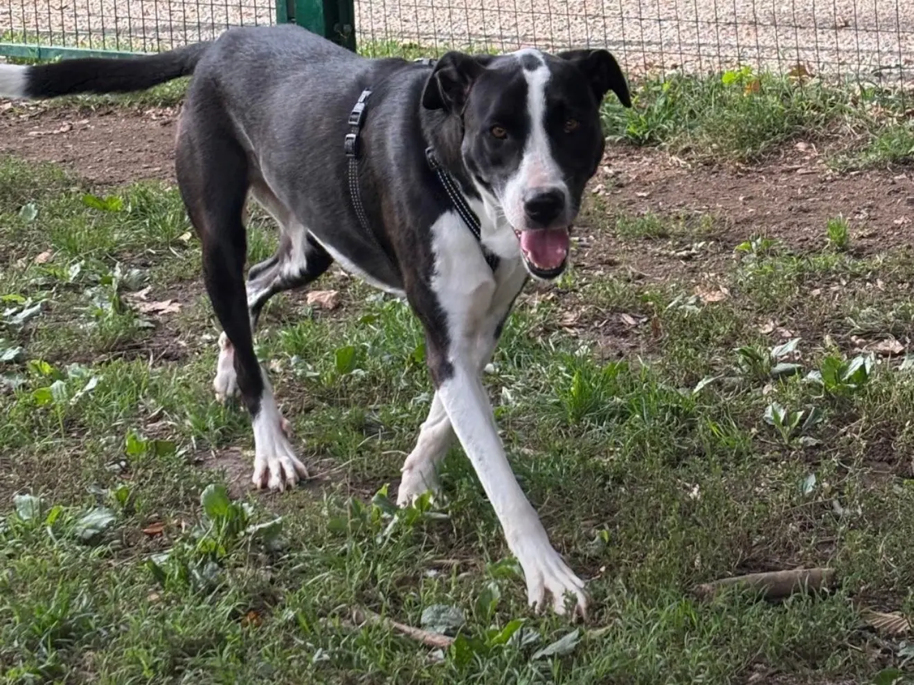 Adozione cane, femmina, Razza sconosciuta Razza sconosciuta, 3 anni e 1 mese, taglia media, Latina