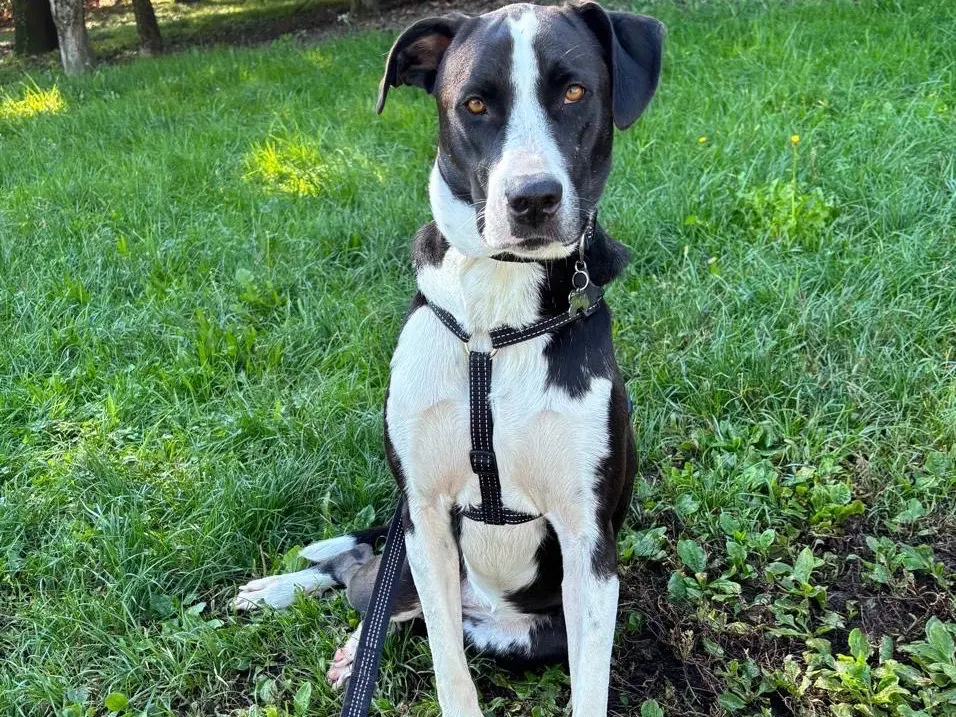 Adotta un cane, taglia media, femmina, Latina