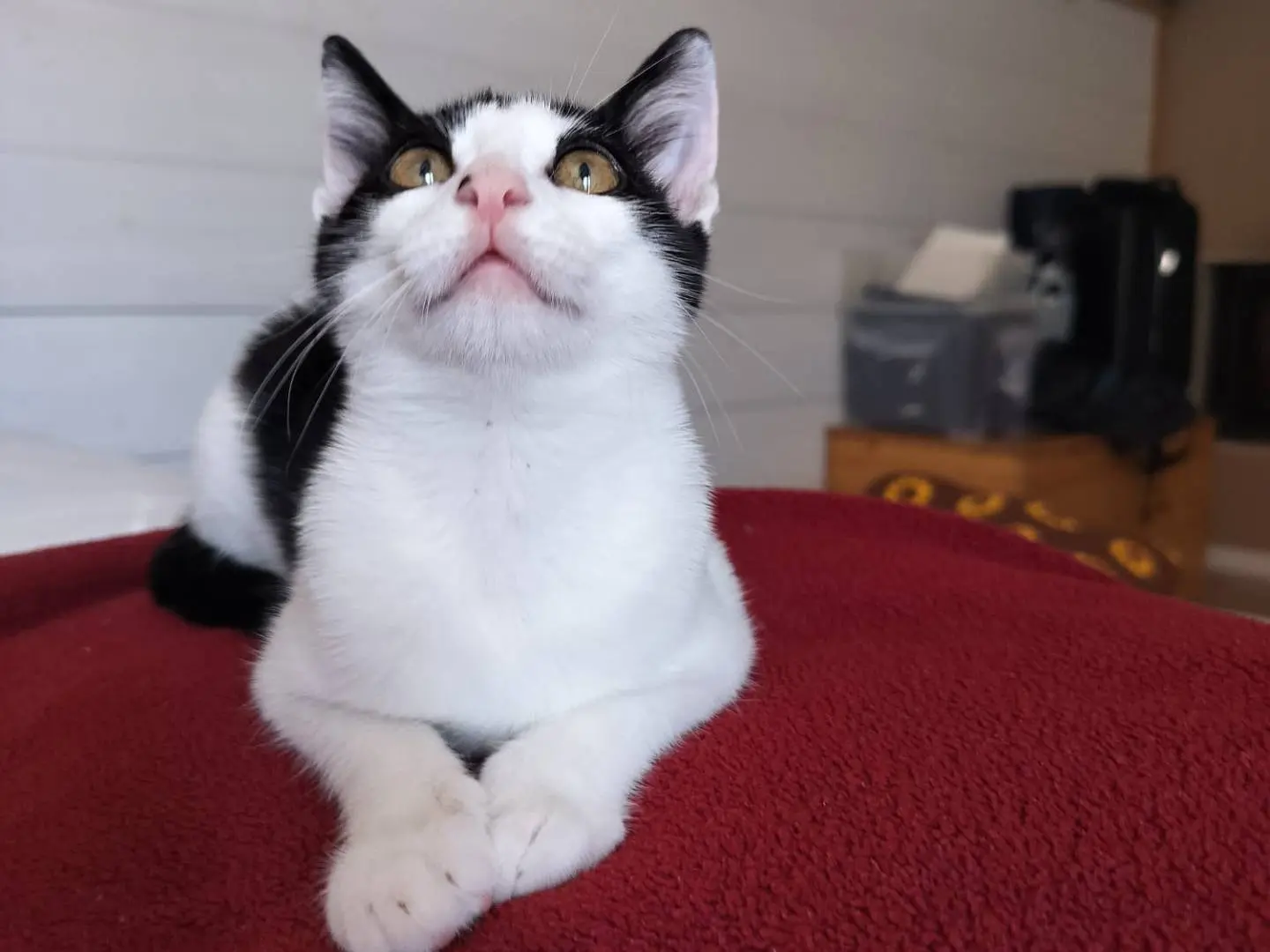 Adotta un gatto, maschio, 5 mesi, Vicenza