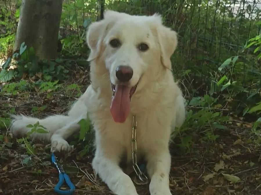Adotta un cane, taglia grande, maschio, Ancona