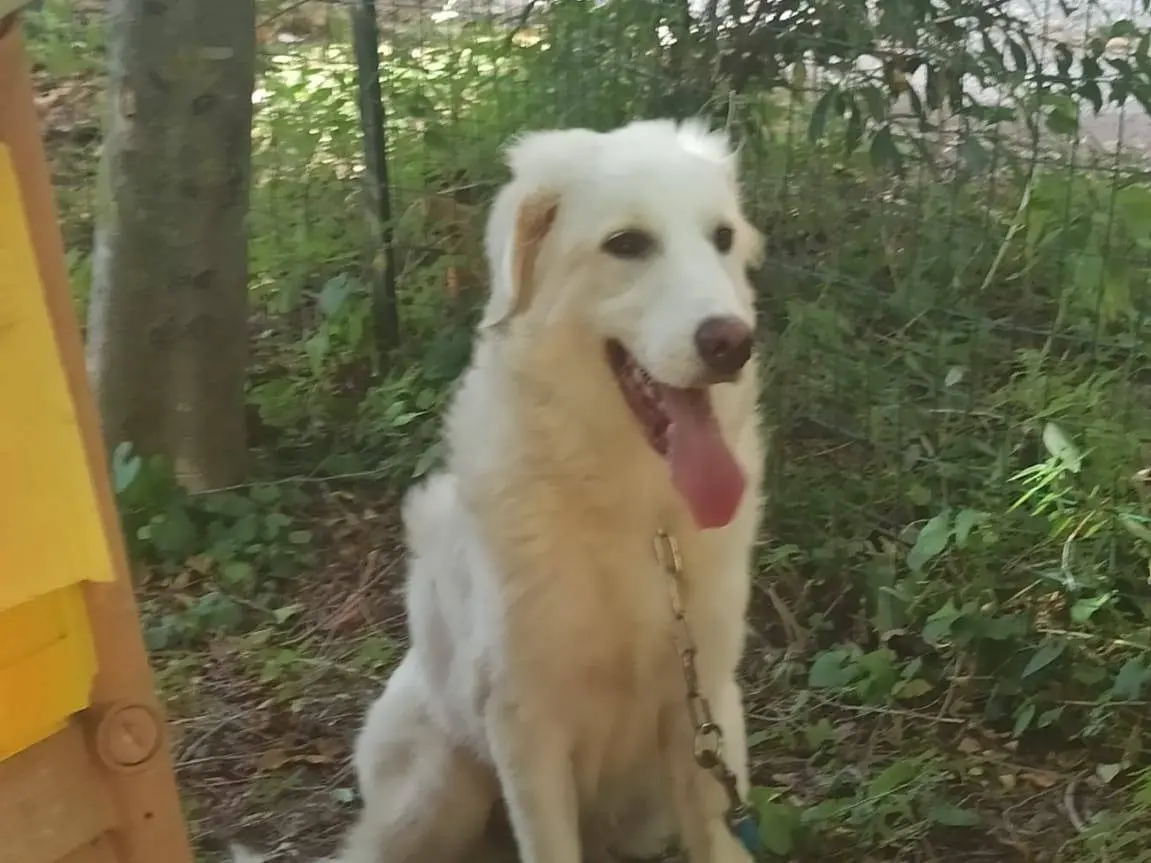 Adotta il cane YOGHY a Ancona
