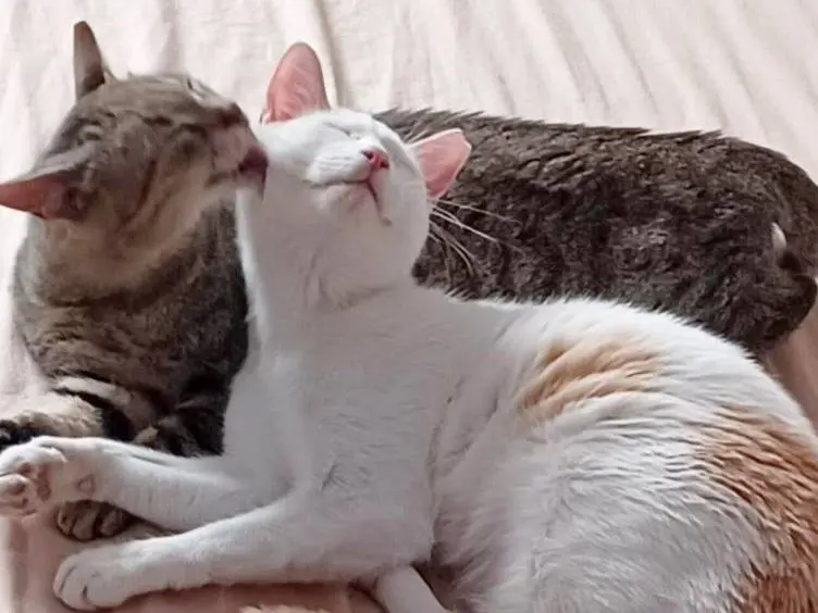 Adozione gatto, maschio, Razza sconosciuta Razza sconosciuta, 1 anno e 5 mesi, taglia non valida, Torino