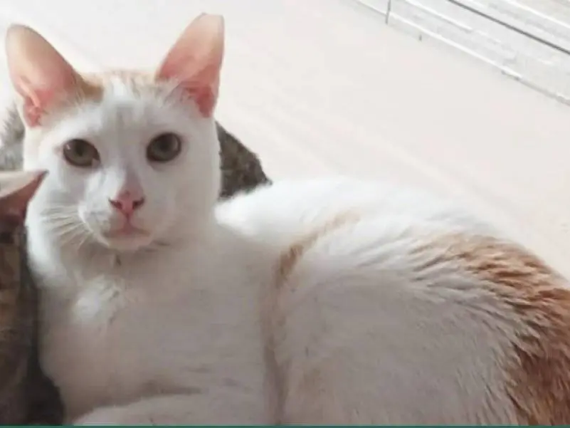 Adotta un gatto, maschio, 1 anno e 5 mesi, Torino