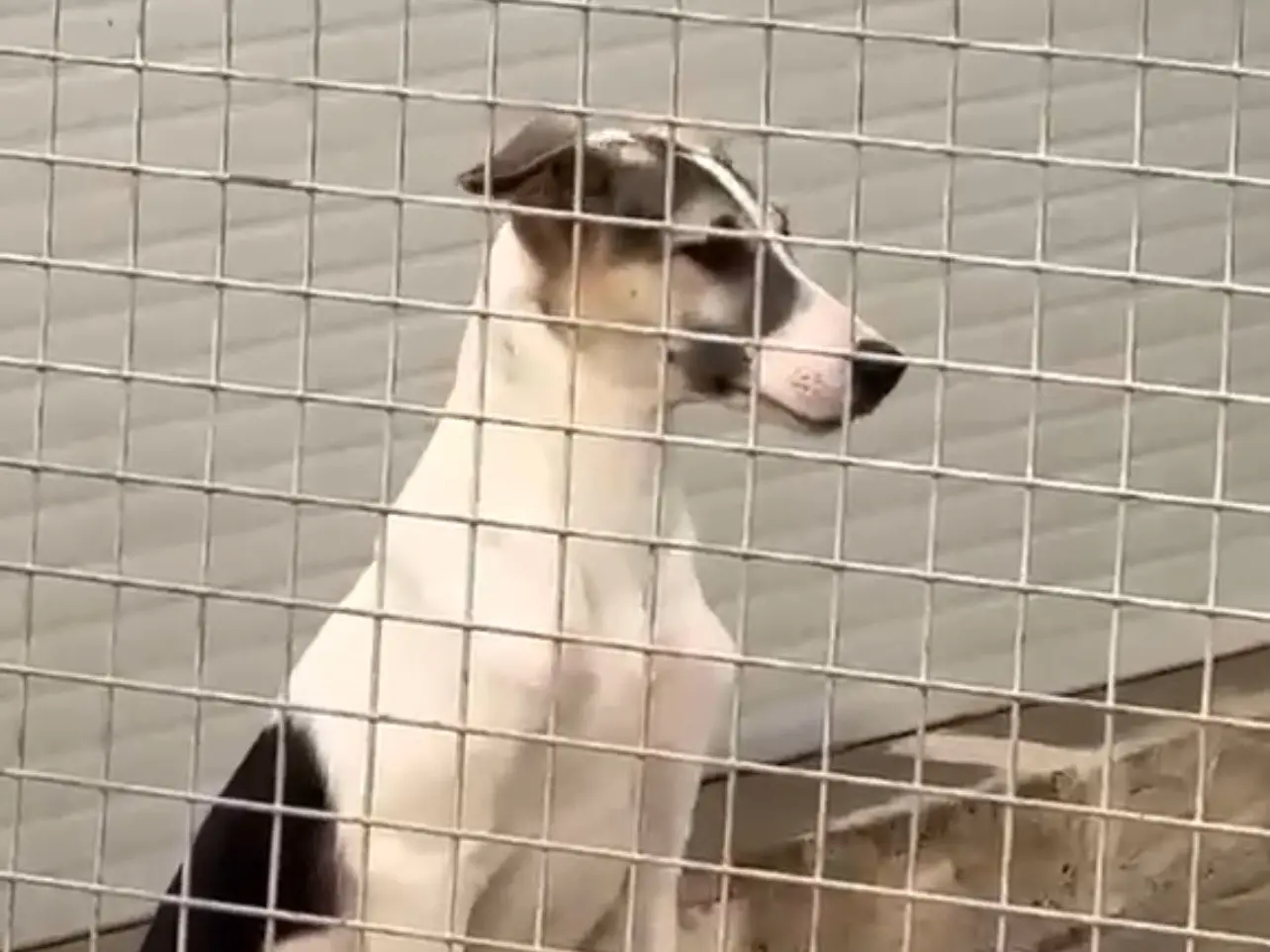 Adotta un cane, taglia media, maschio, Bari