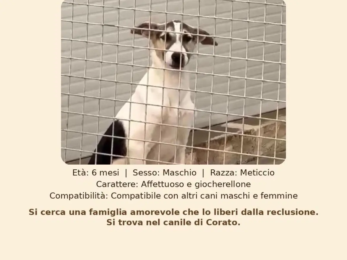 Adotta un cane, maschio, 6 mesi, Bari