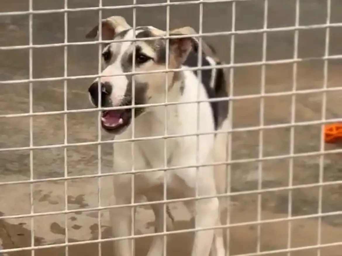 Vuoi adottare un cane a Bari?