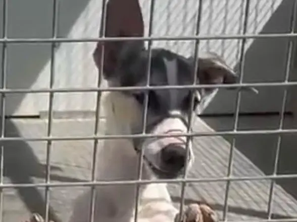 Adozione cane, maschio, Razza sconosciuta Razza sconosciuta, 6 mesi, taglia media, Bari