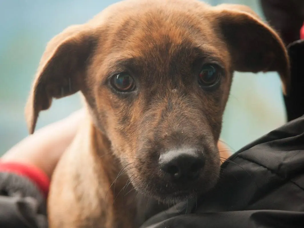Adotta un cane, taglia media contenuta, maschio, Frosinone