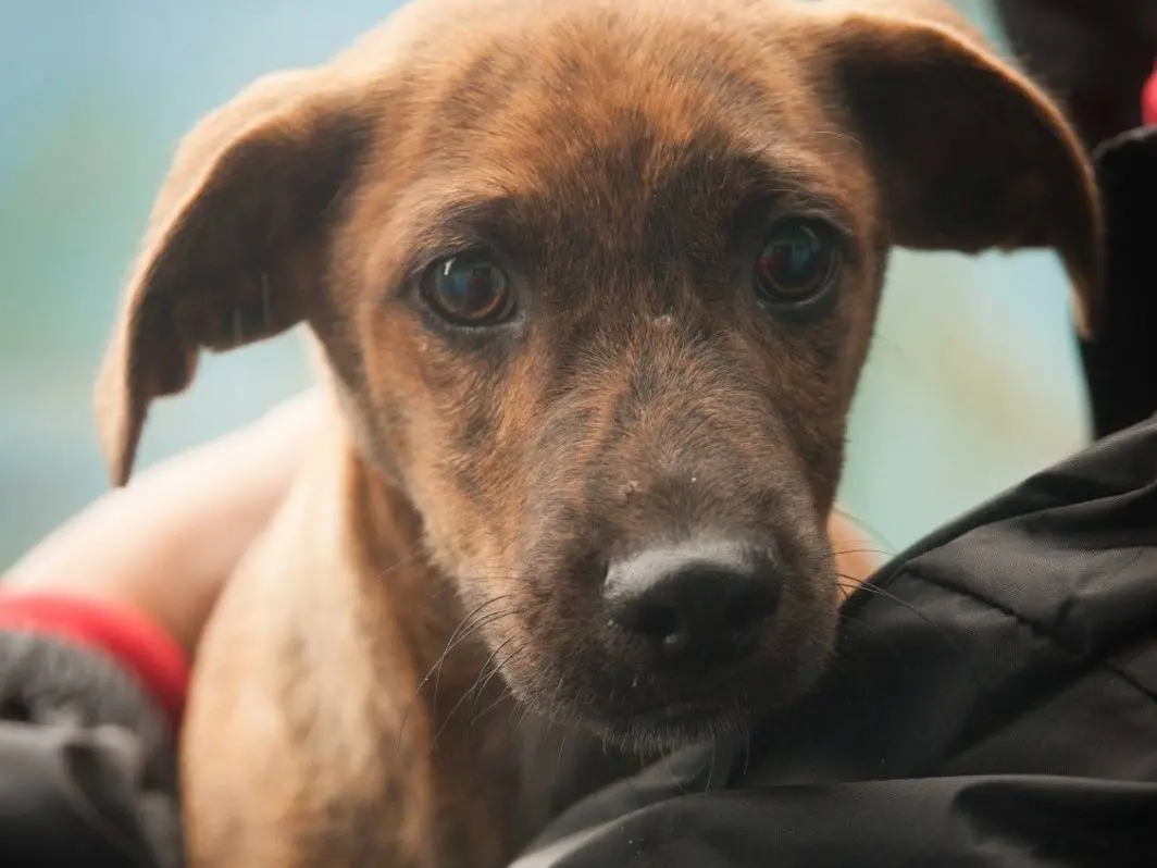 Adozione cane, maschio, Razza sconosciuta Razza sconosciuta, 3 mesi, taglia media contenuta, Frosinone