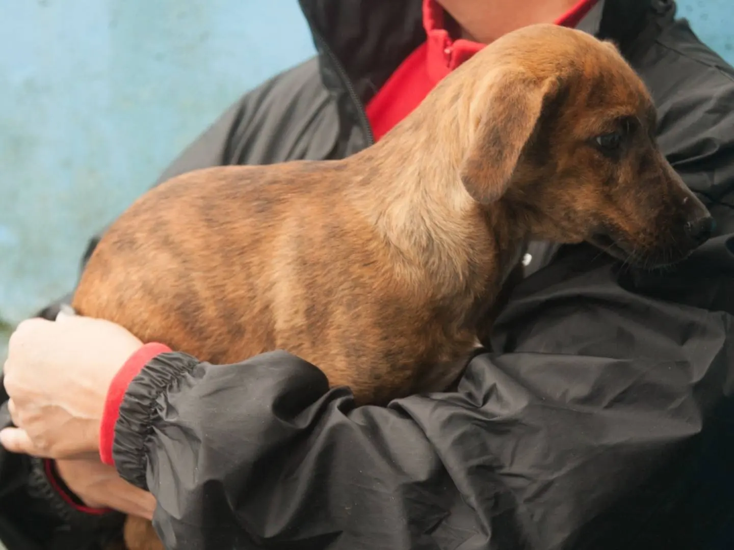 Adotta un cane, maschio, 3 mesi, Frosinone