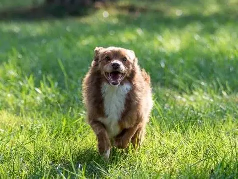 Adozione cane, maschio, Volpino di Pomerania Razza sconosciuta, 12 anni e 1 mese, taglia piccola, Milano