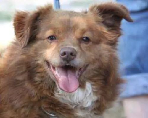 Adotta un cane, maschio, 12 anni e 1 mese, Milano