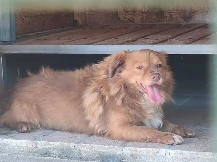 Vuoi adottare un cane a Milano?