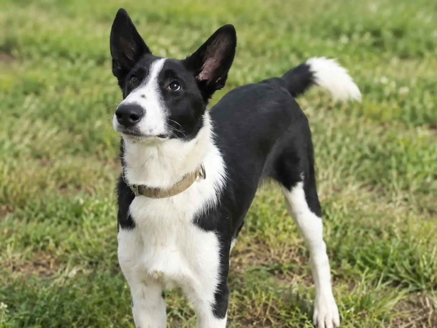 Adozione cane, maschio, Razza sconosciuta Razza sconosciuta, 1 anno e 10 mesi, taglia media, Torino