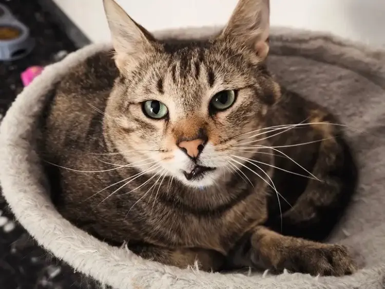 Adozione gatto, maschio, Razza sconosciuta Razza sconosciuta, 4 anni e 6 mesi, taglia non valida, Bari