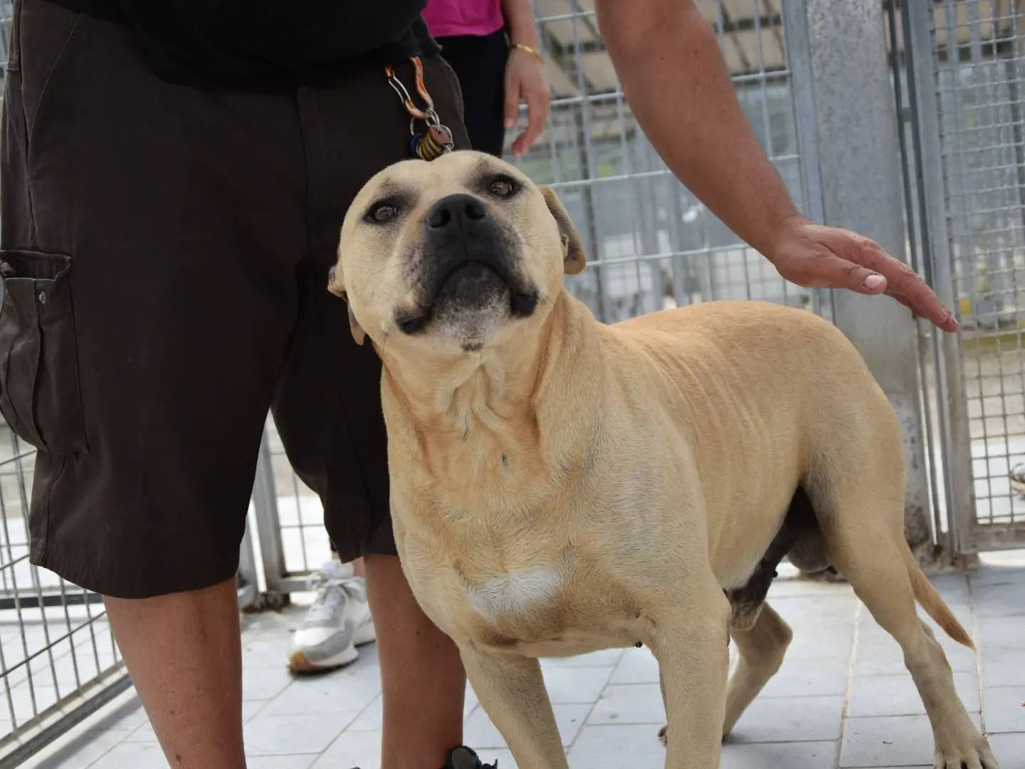 Adozione cane, maschio, Pitbull Razza sconosciuta, 9 anni e 7 mesi, taglia media, Chieti