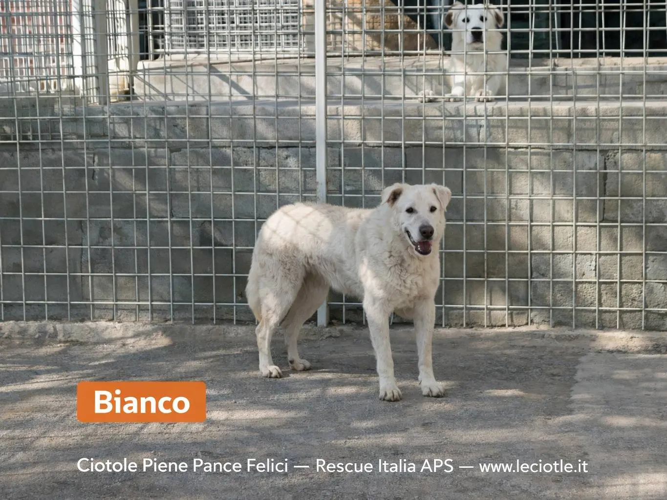 Adozione cane, maschio, Razza sconosciuta Razza sconosciuta, 11 anni e 7 mesi, taglia media, Avellino