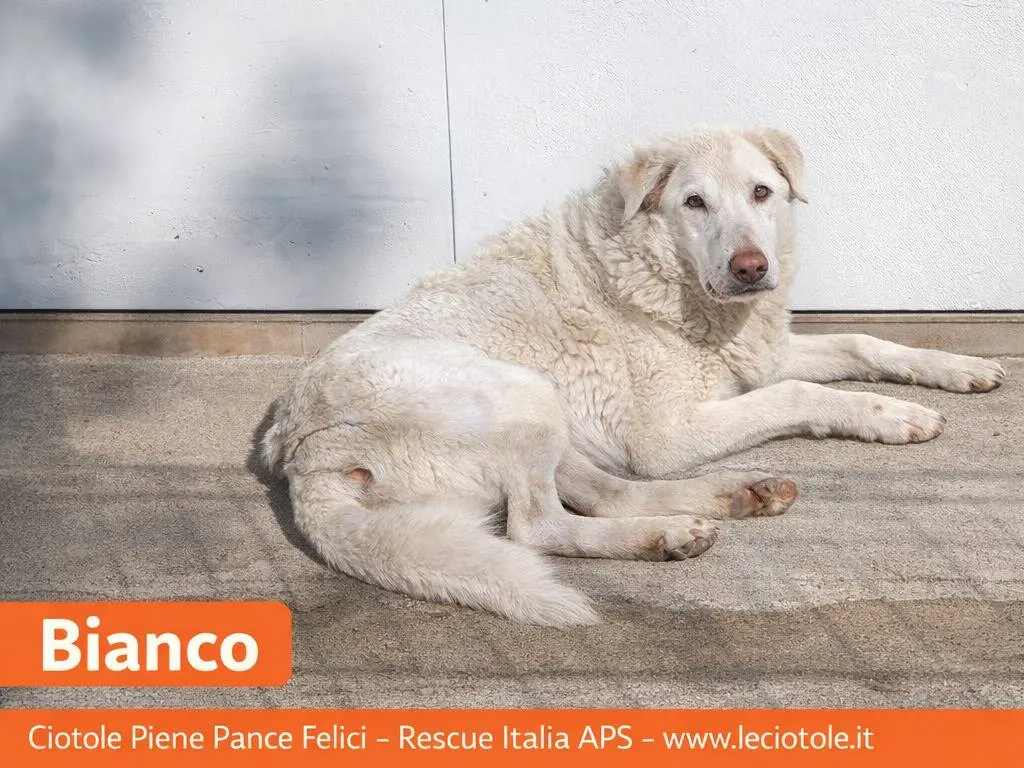 Adotta un cane, maschio, 11 anni e 7 mesi, Avellino